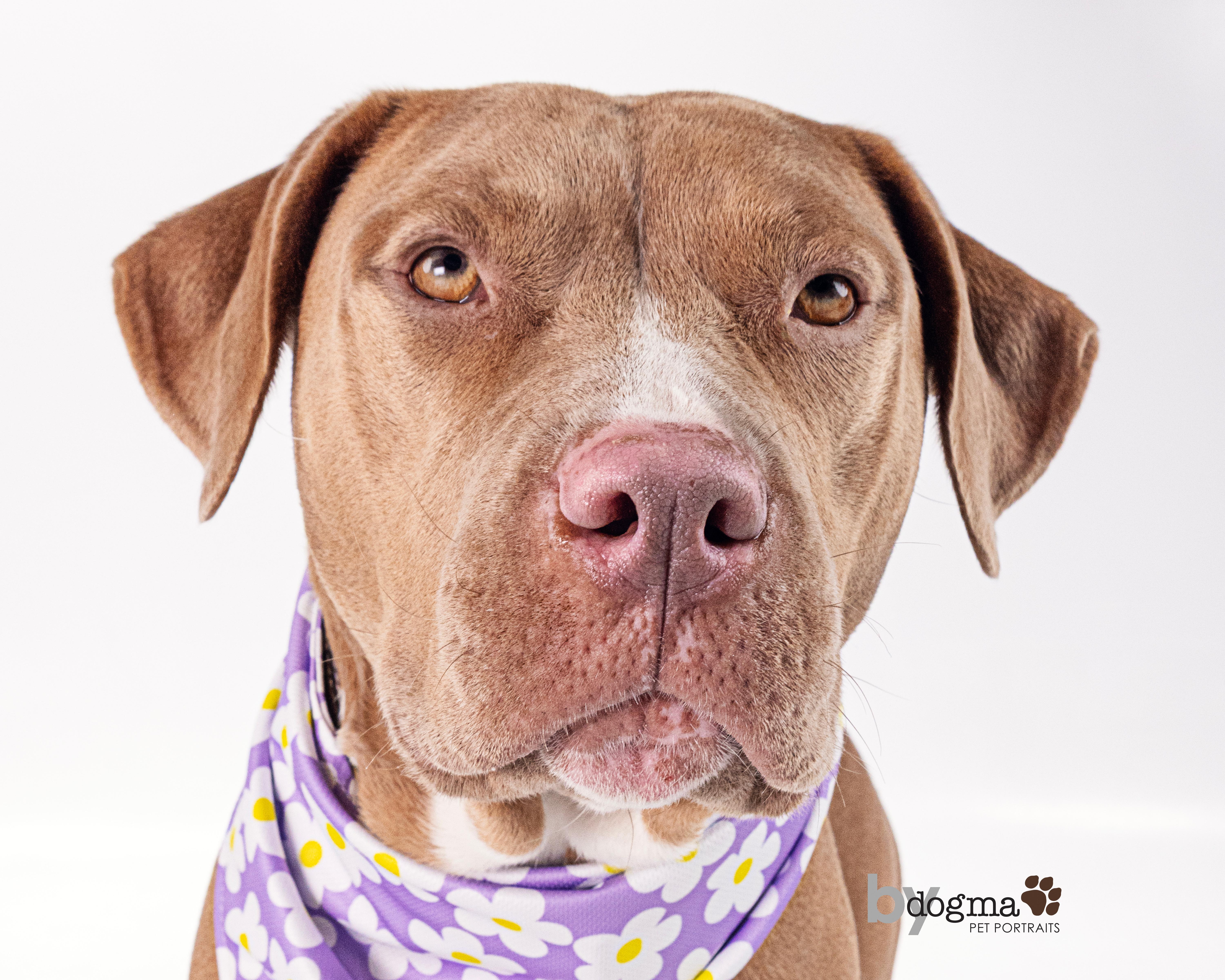 Enlarge Missy, a Adoptable Pit Bull Terrier in Santa Clarita, CA image 3/6