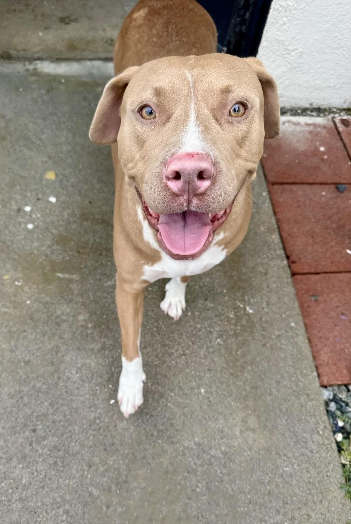 Enlarge Missy, a Adoptable Pit Bull Terrier in Santa Clarita, CA image 5/6