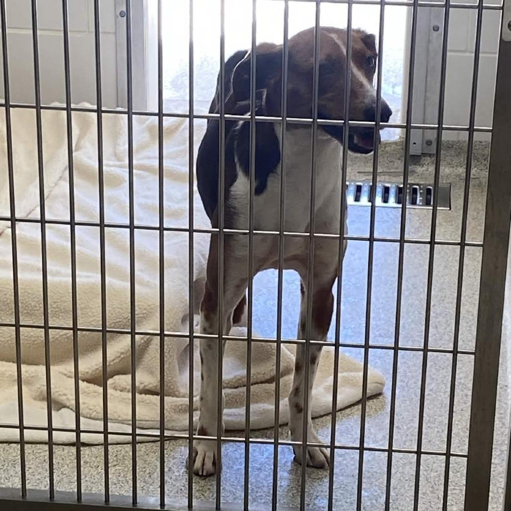 Totally Tucker, a Adoptable American Foxhound in Gloucester, VA image 1/2