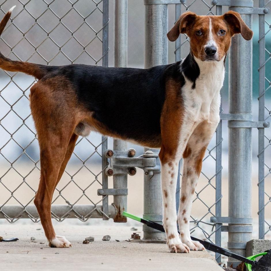 Totally Tucker, a Adoptable American Foxhound in Gloucester, VA image 2/2