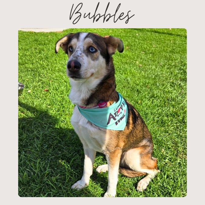 Enlarge BUBBLES, an adopted mixed breed in San Juan Capistrano, CA image 1/6