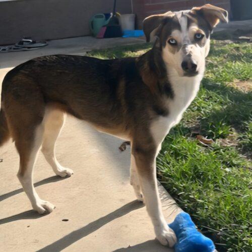 Enlarge BUBBLES, an adopted mixed breed in San Juan Capistrano, CA image 2/6