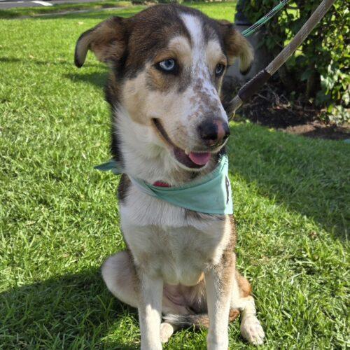 Enlarge BUBBLES, an adopted mixed breed in San Juan Capistrano, CA image 6/6