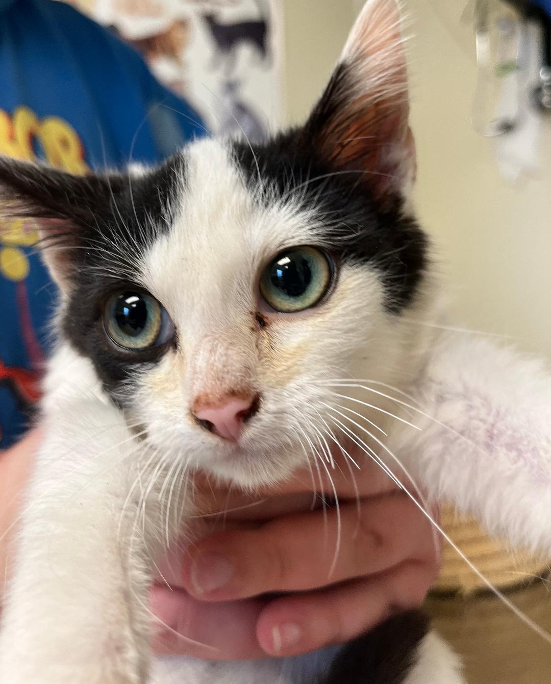 Sig, ADOPTABLE, Young Female Domestic Short Hair.