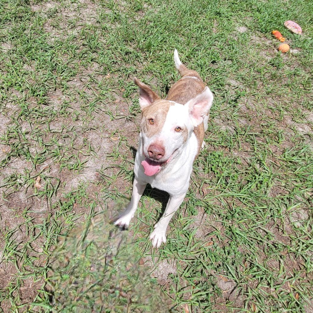 Jupiter, Adoptable, Senior Male Mixed Breed.