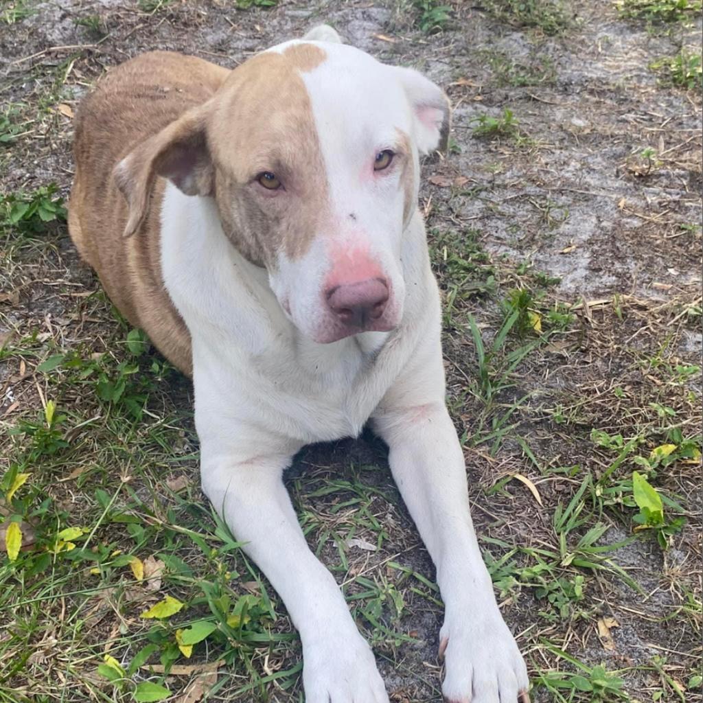 Enlarge Jupiter, a Adoptable Mixed Breed in Lake Panasoffkee, FL image 2/6