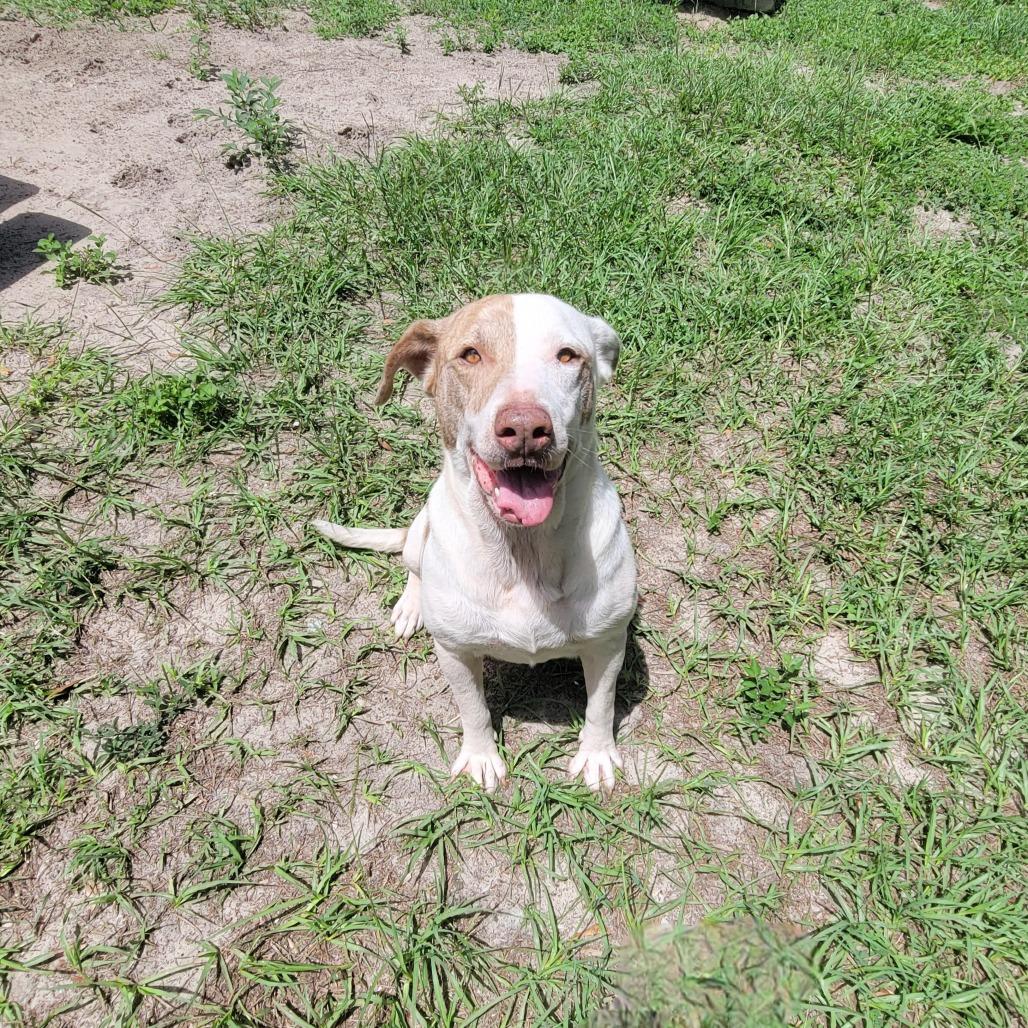 Enlarge Jupiter, a Adoptable Mixed Breed in Lake Panasoffkee, FL image 3/6