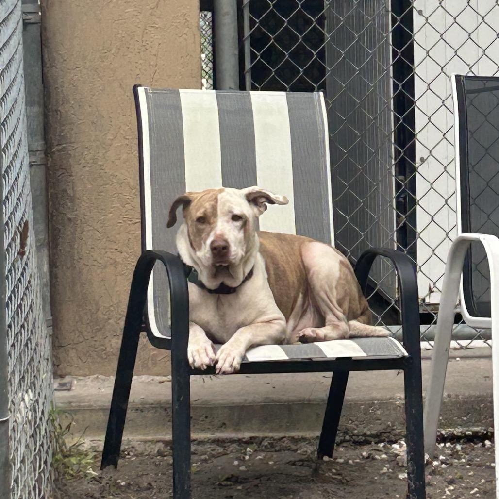 Enlarge Jupiter, a Adoptable Mixed Breed in Lake Panasoffkee, FL image 4/6