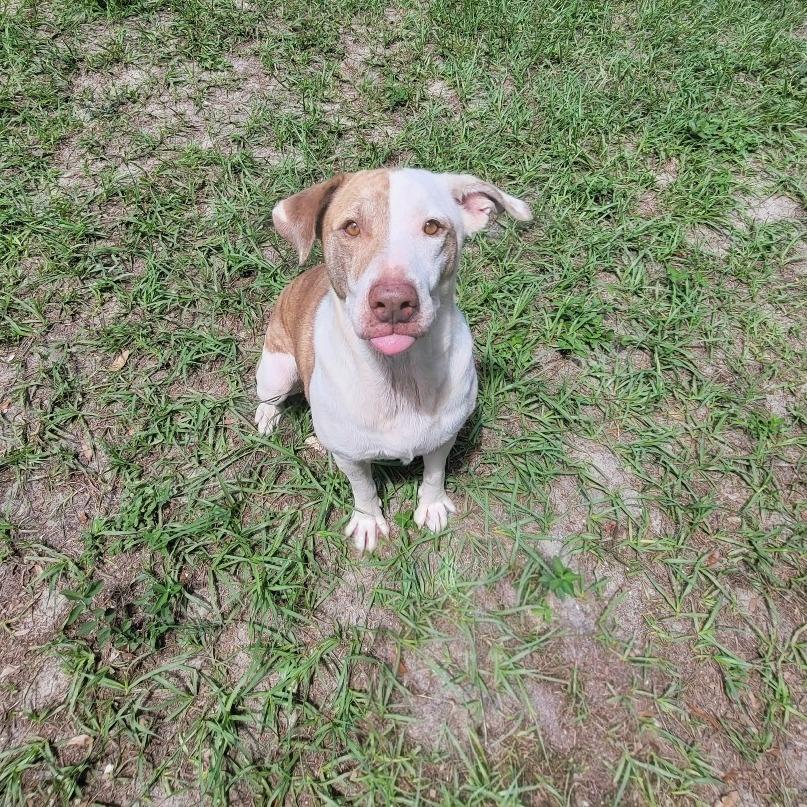 Enlarge Jupiter, a Adoptable Mixed Breed in Lake Panasoffkee, FL image 5/6