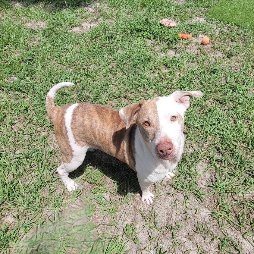 Enlarge Jupiter, a Adoptable Mixed Breed in Lake Panasoffkee, FL image 6/6