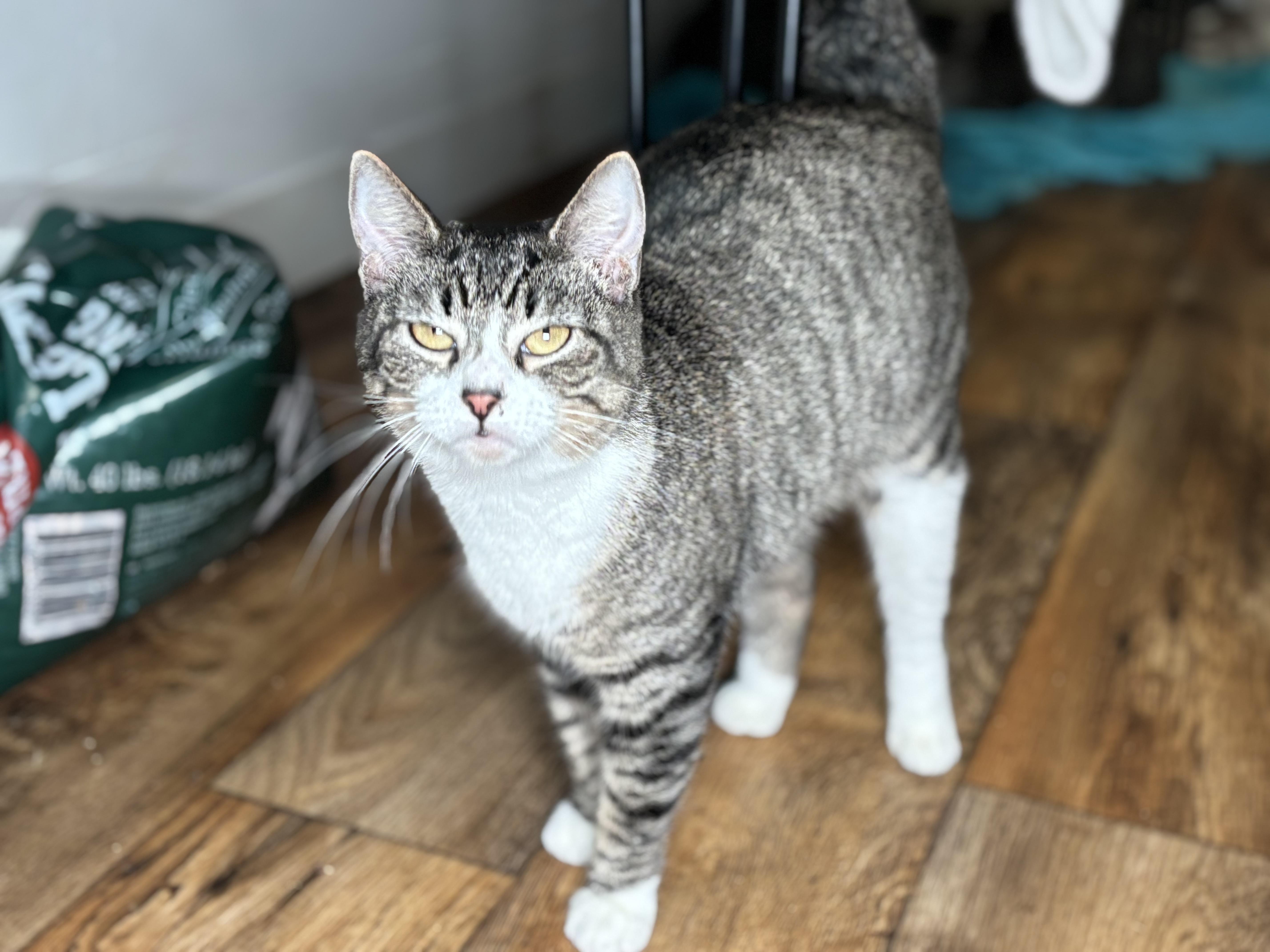 Enlarge Peachy, a Adoptable Domestic Short Hair in Keene, NH image 6/6