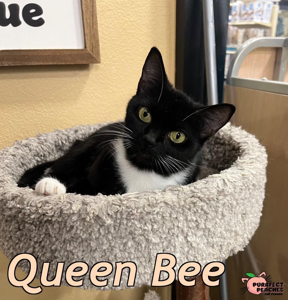 Enlarge Queen Bee, a Adoptable mixed breed in Douglasville, GA image 1/2