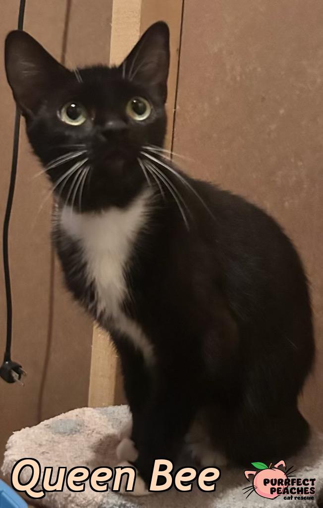 Enlarge Queen Bee, a Adoptable mixed breed in Douglasville, GA image 2/2