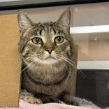Enlarge Mizo, an adopted Domestic Short Hair in Hilliard, OH image 1/2
