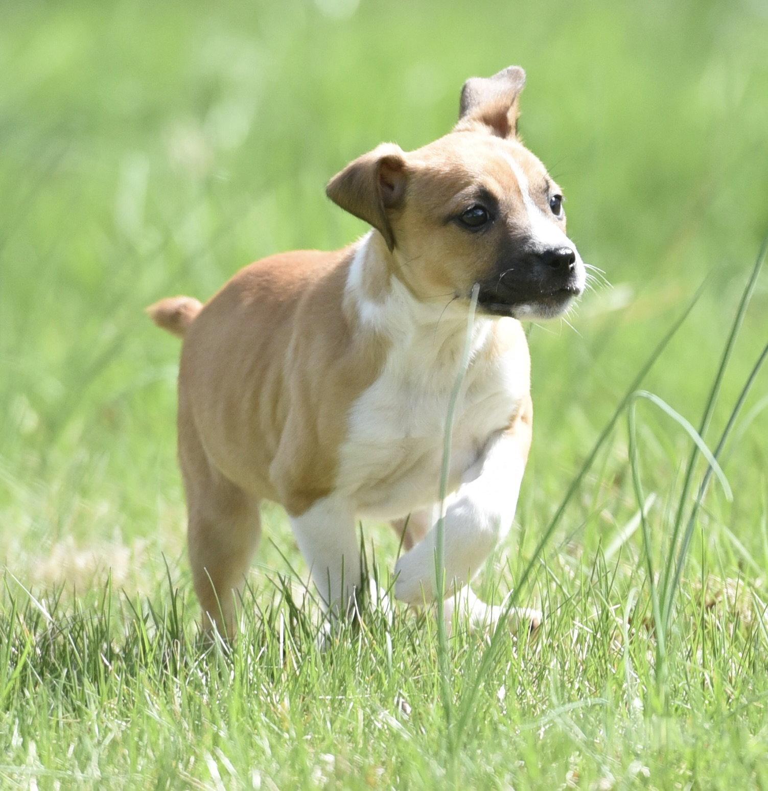 Cruz, Adoptable, Puppy Male Chihuahua & Australian Shepherd.