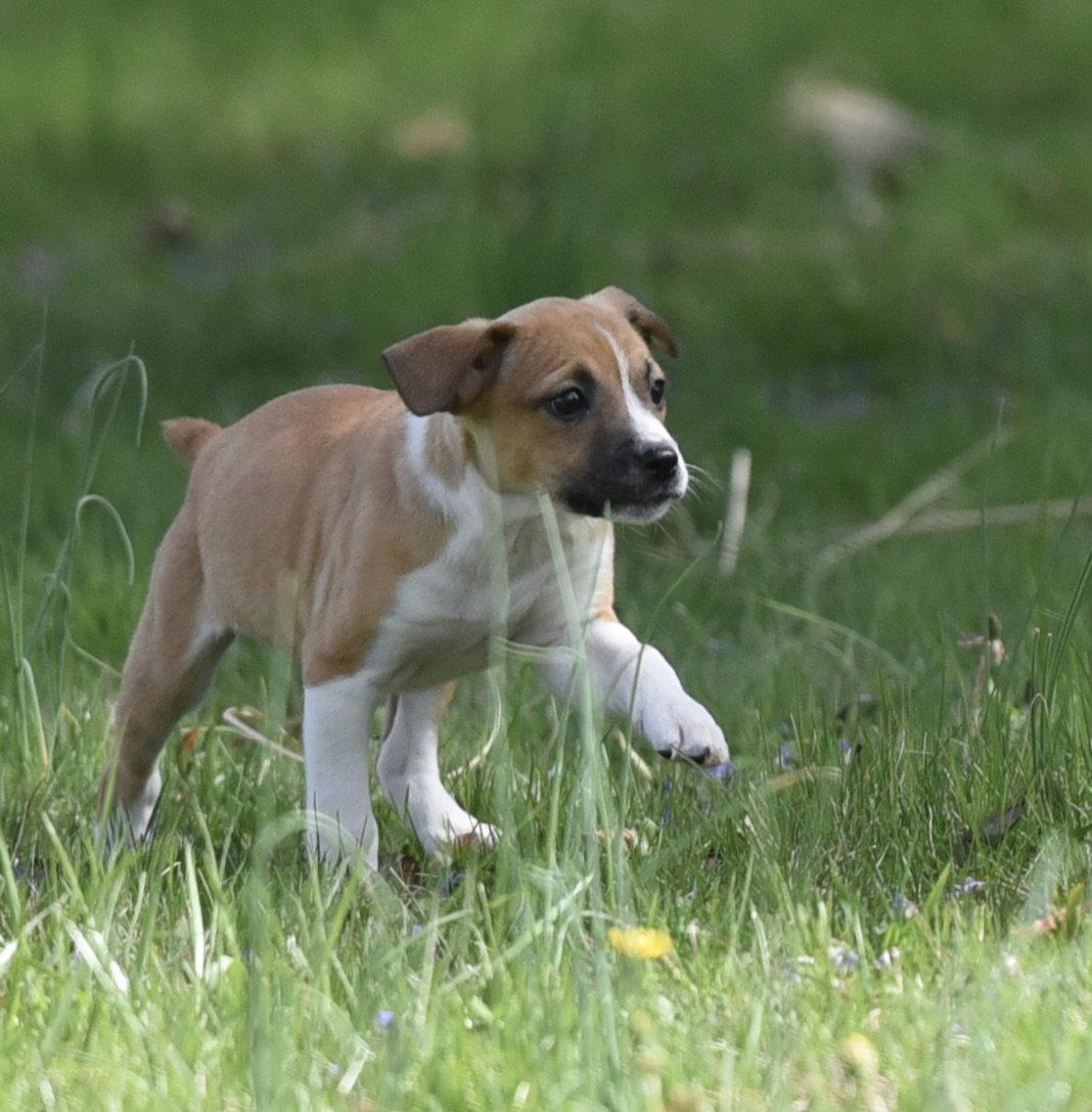Enlarge Cruz, a Adoptable mixed breed in Mechanicsburg, PA image 2/3