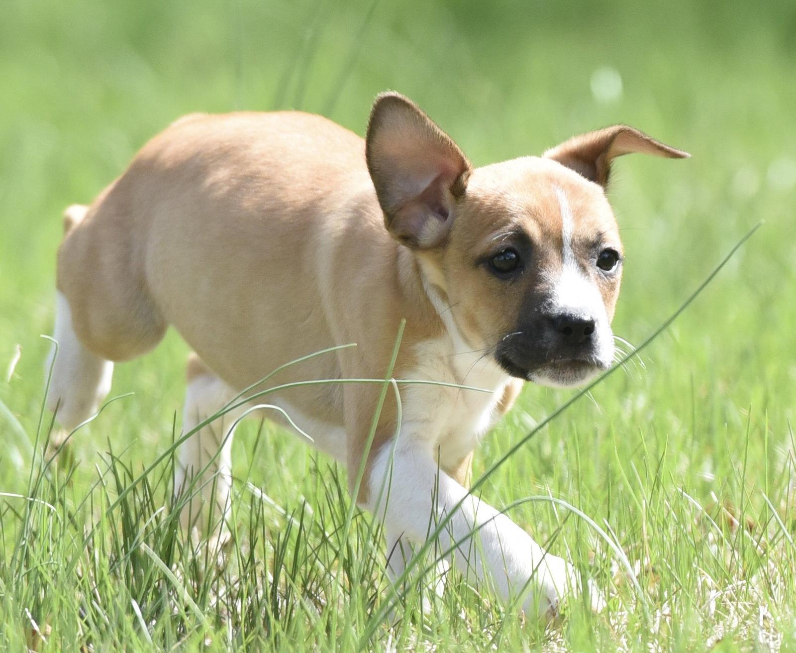 Enlarge Cruz, a Adoptable mixed breed in Mechanicsburg, PA image 3/3