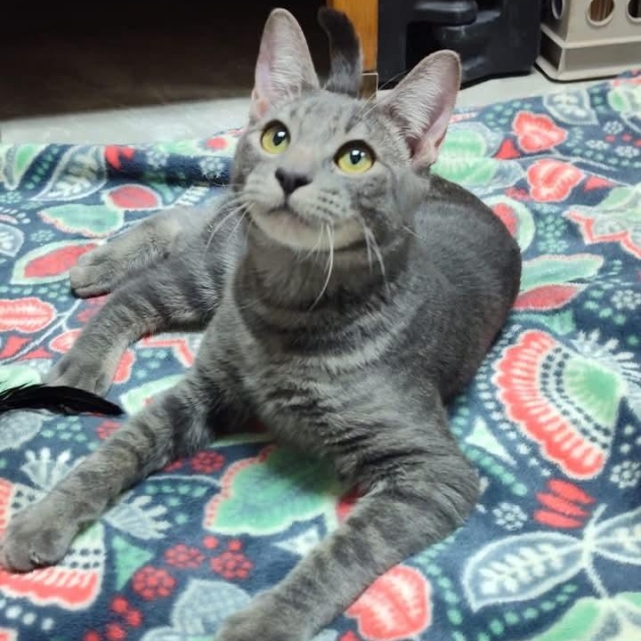 Enlarge Popcorn, a Adoptable Tabby in Yuma, AZ image 3/3