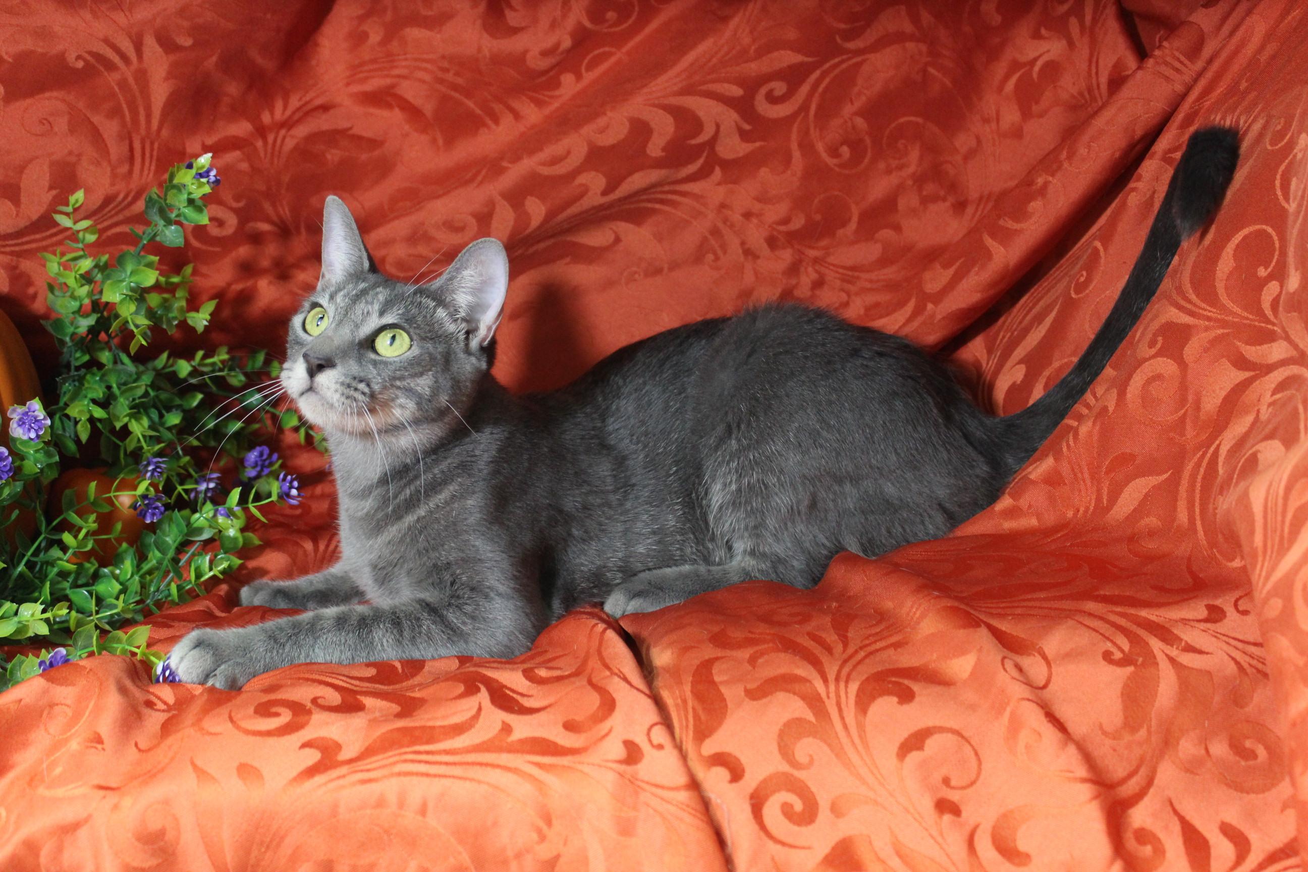 Enlarge Popcorn, a Adoptable Tabby in Yuma, AZ image 2/3