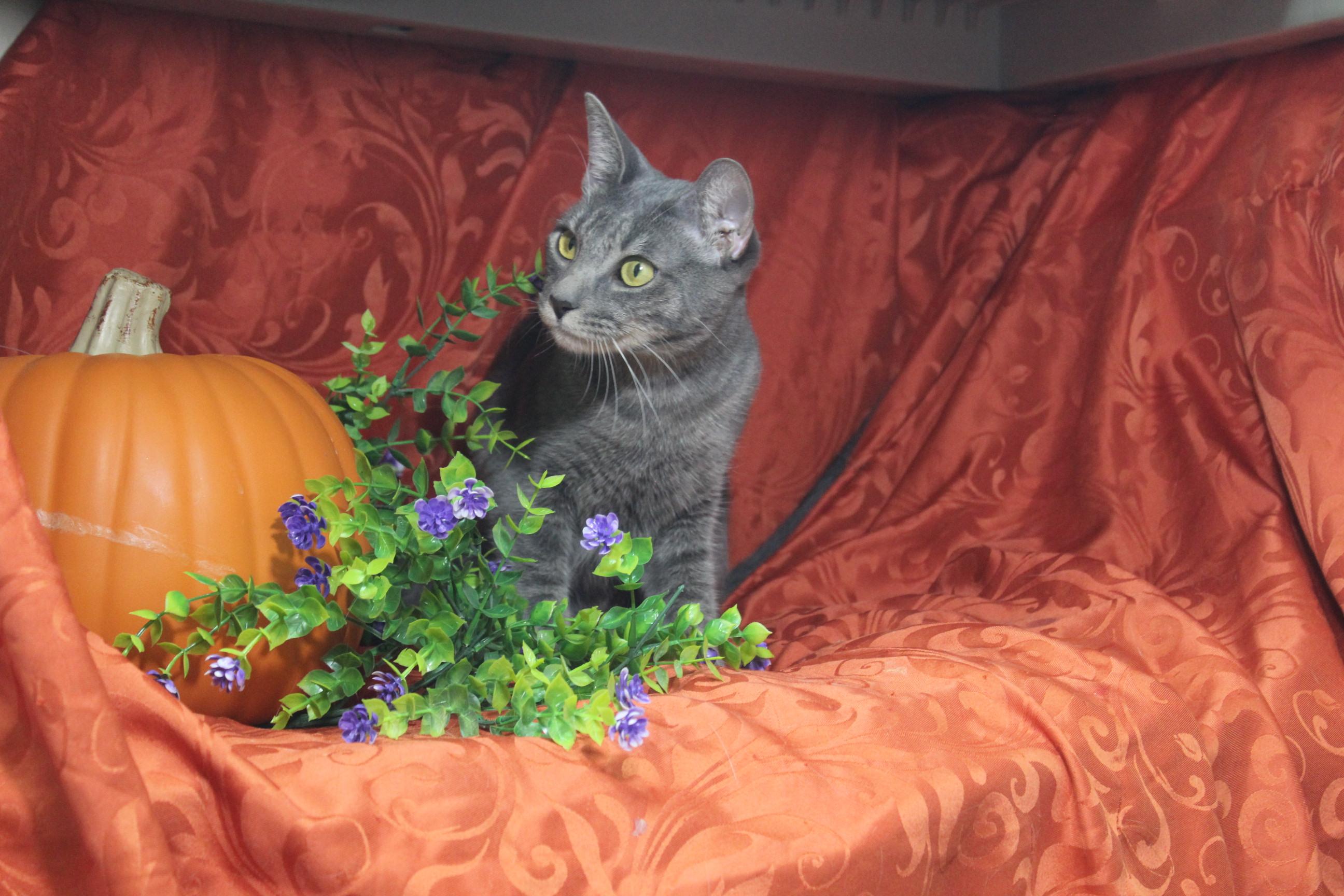 Popcorn, Adoptable, Young Female Tabby.