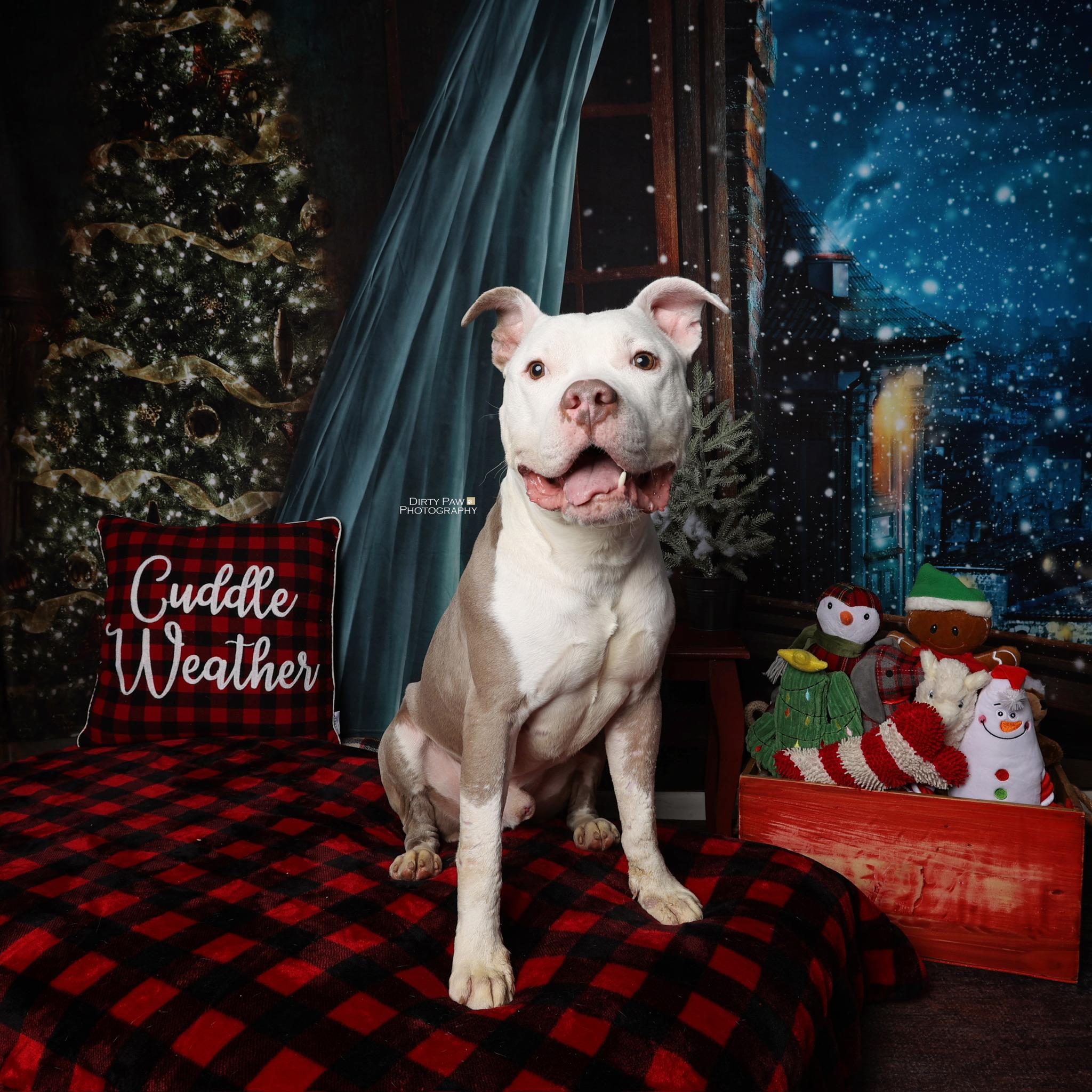 Enlarge Al, a Adoptable Pit Bull Terrier in Alexandria, VA image 2/6