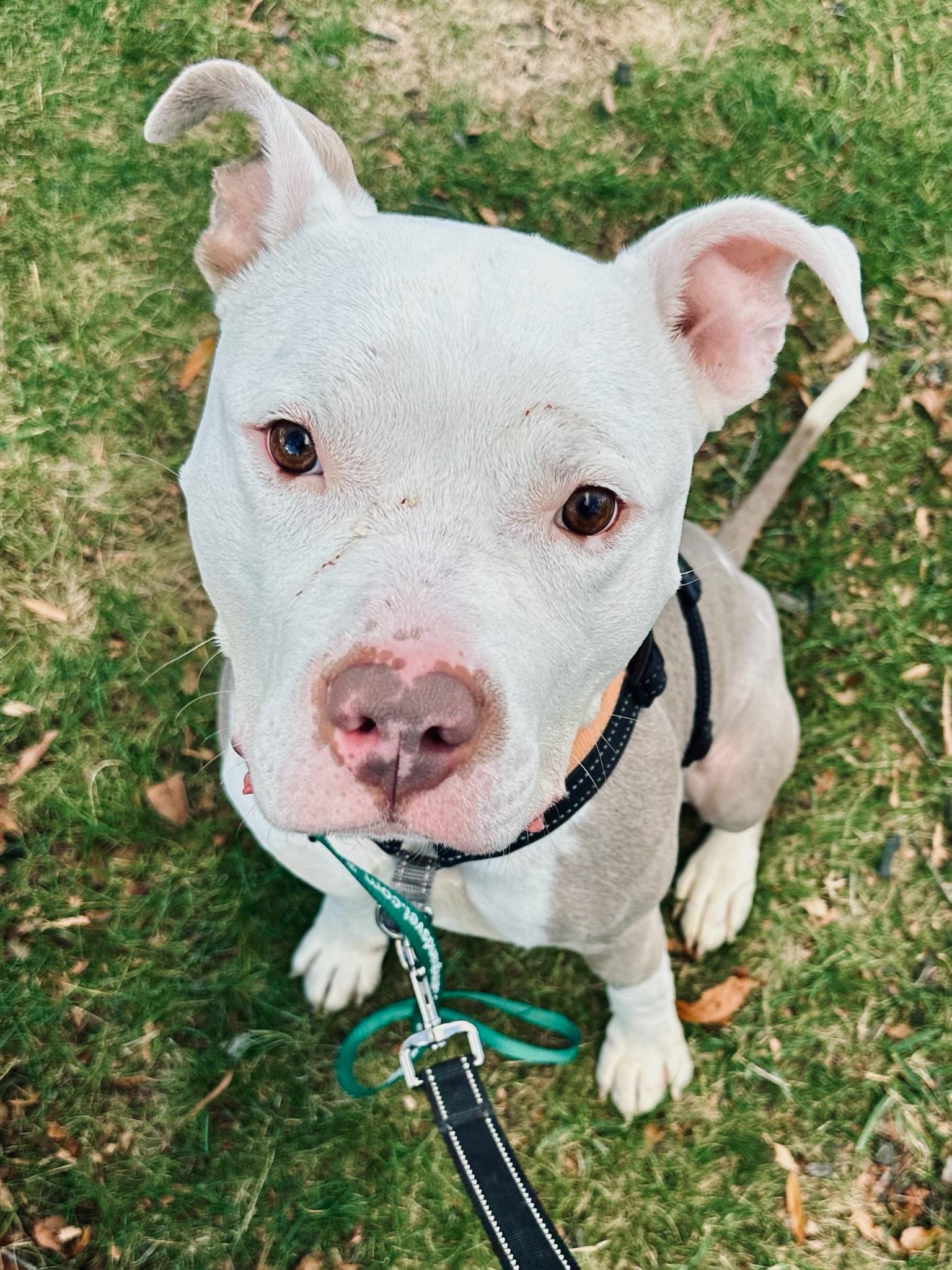 Enlarge Al, a Adoptable Pit Bull Terrier in Alexandria, VA image 3/6