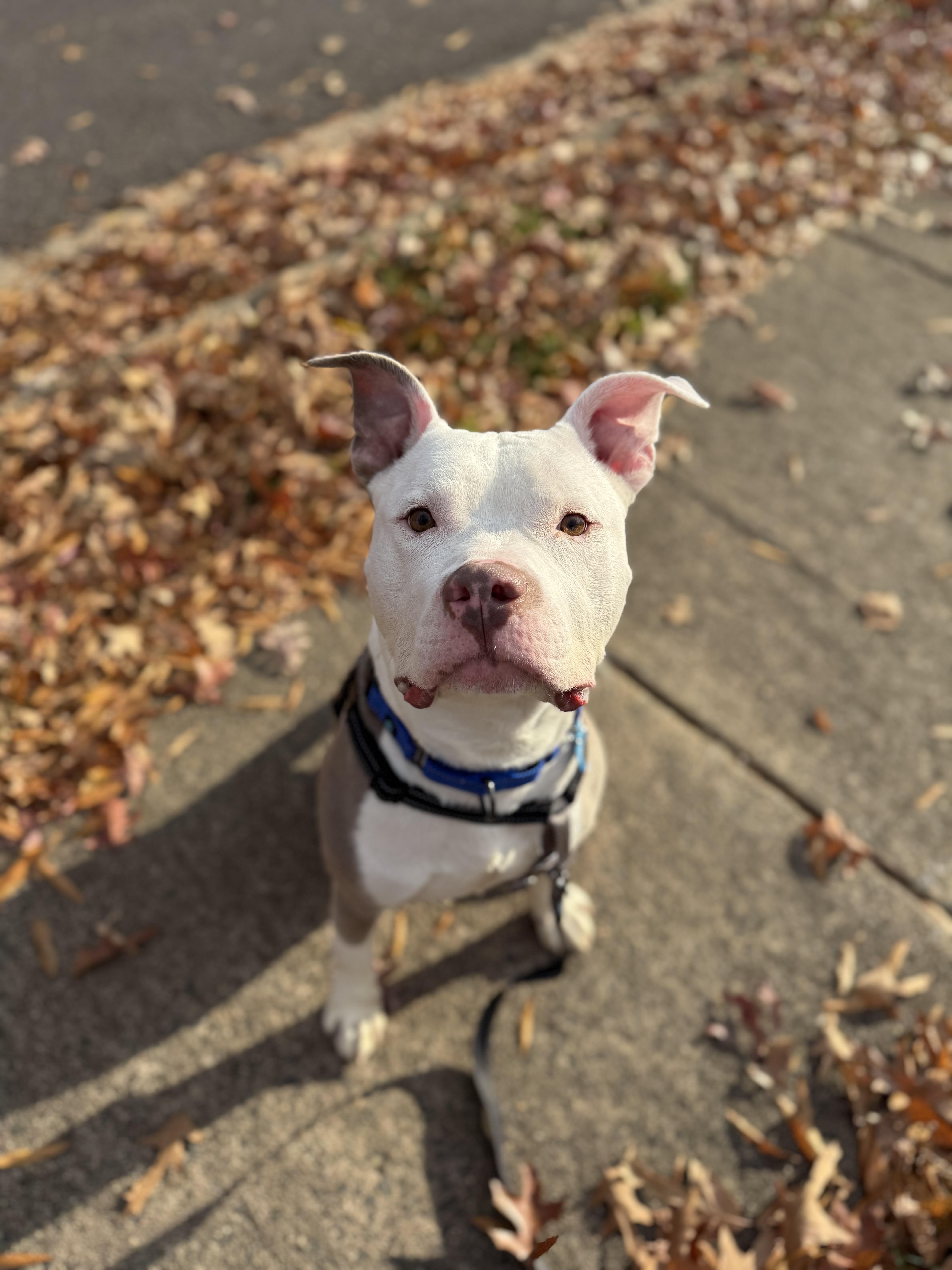 Enlarge Al, a Adoptable Pit Bull Terrier in Alexandria, VA image 4/6