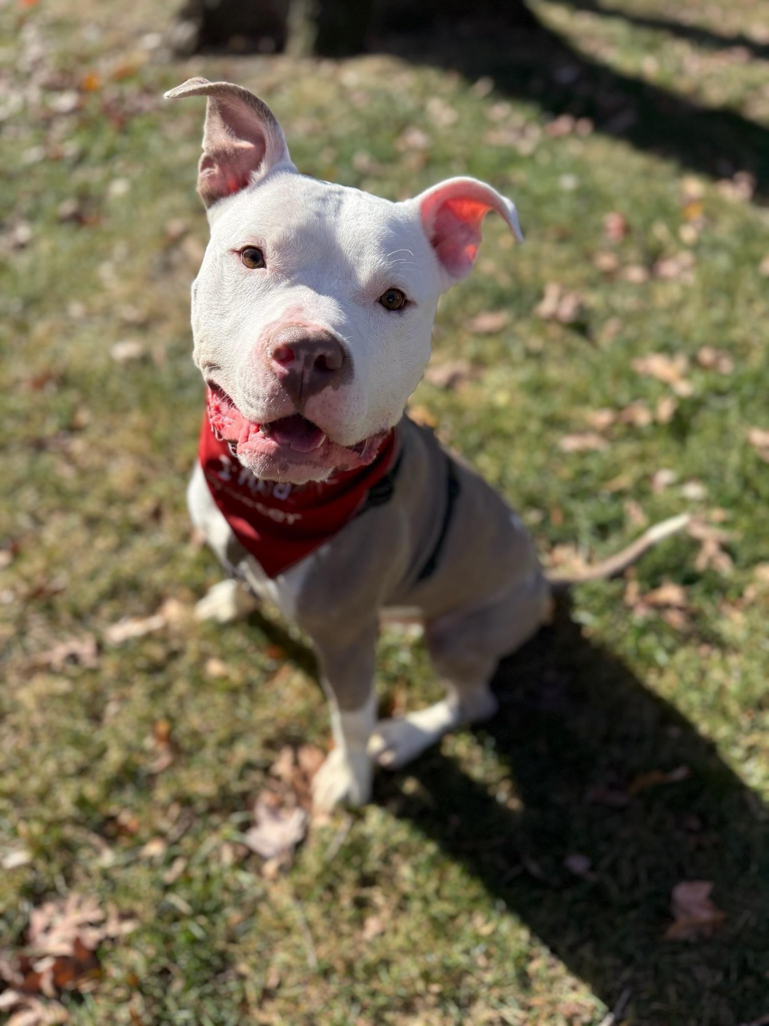Enlarge Al, a Adoptable Pit Bull Terrier in Alexandria, VA image 5/6