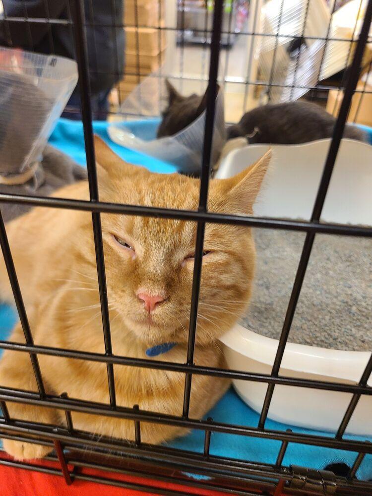 Popcorn, Adoptable, Kitten Female Domestic Short Hair & Domestic Short Hair.