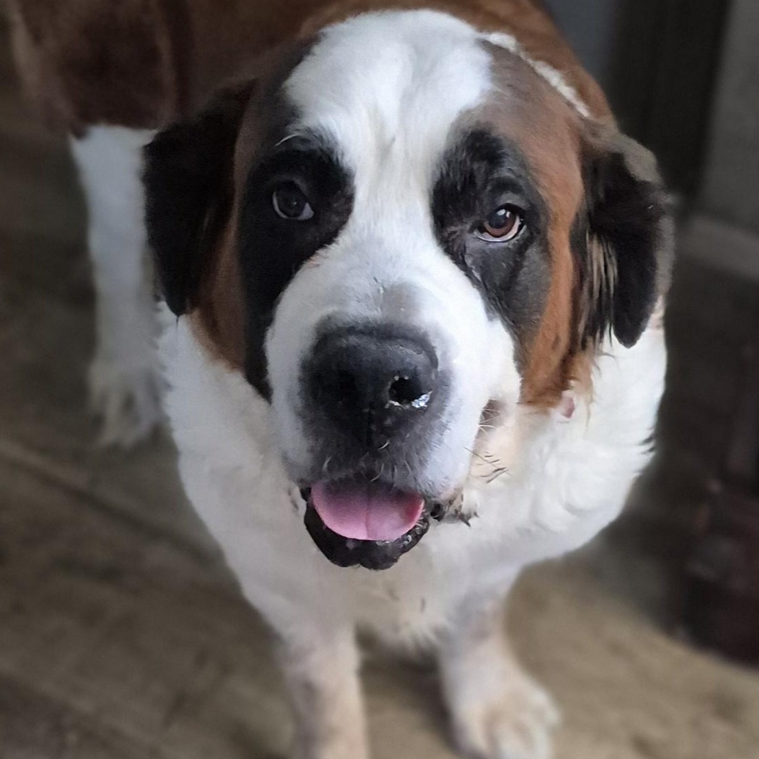 Enlarge Gracie, an adoptable Saint Bernard in Las Vegas, NV image 1/2