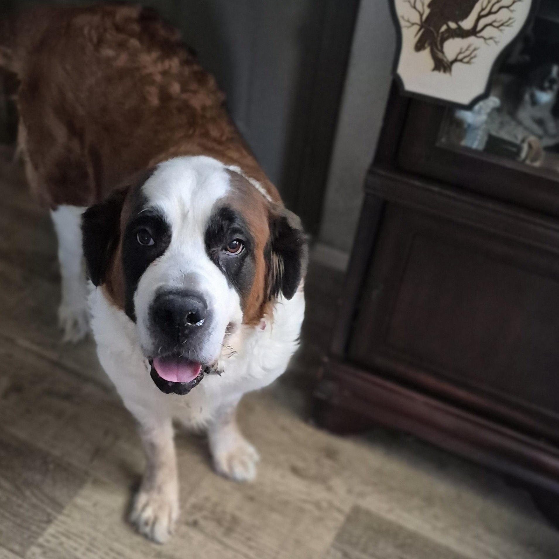 Enlarge Gracie, an adoptable Saint Bernard in Las Vegas, NV image 2/2