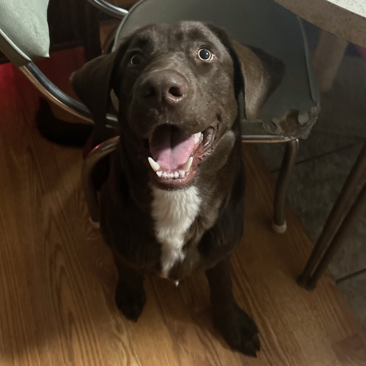 Dog for adoption Toby, a Labrador Retriever Mix in Buffalo, NY