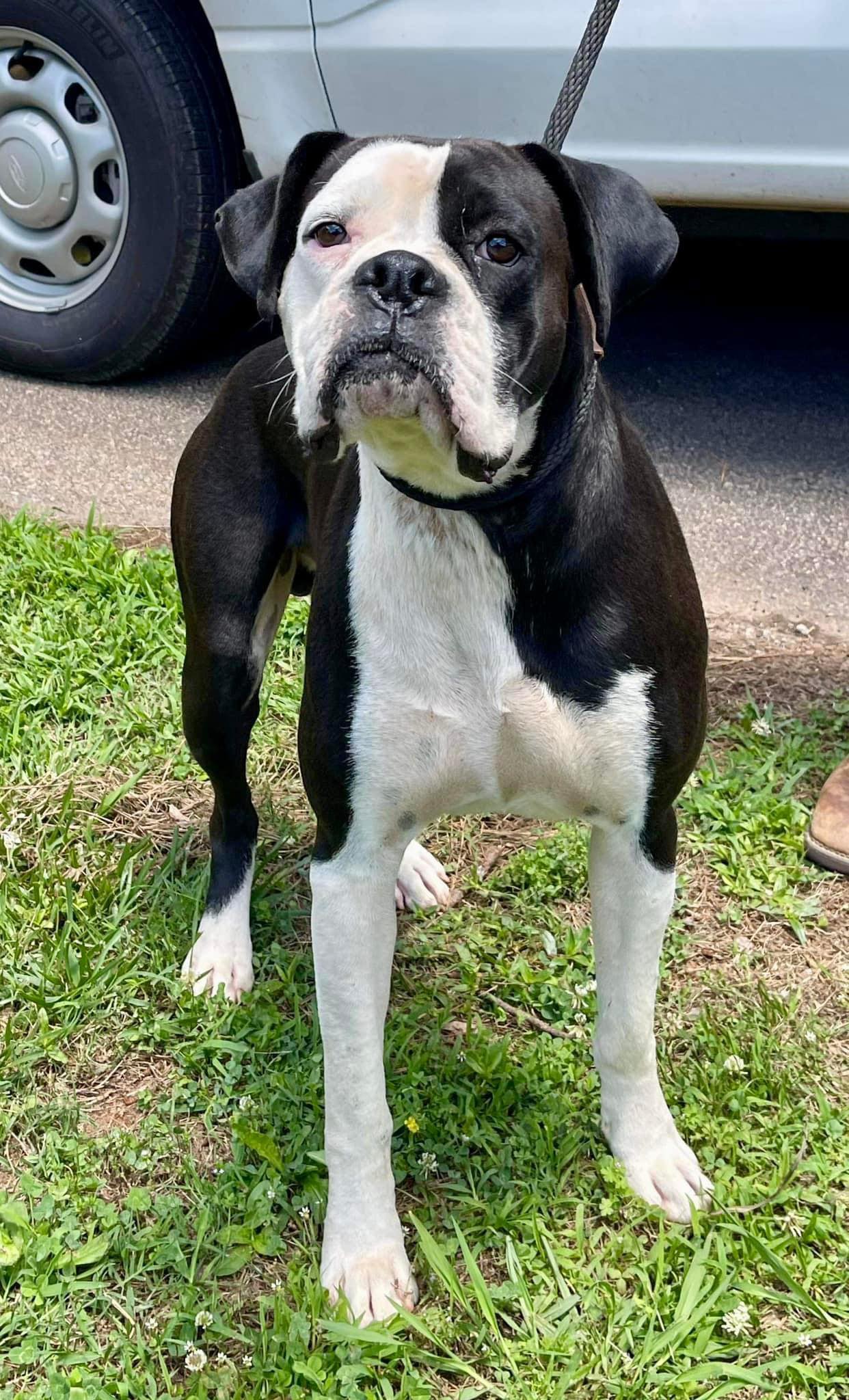 Crawfish-C24052003, Adopted, Adult Male Boxer.