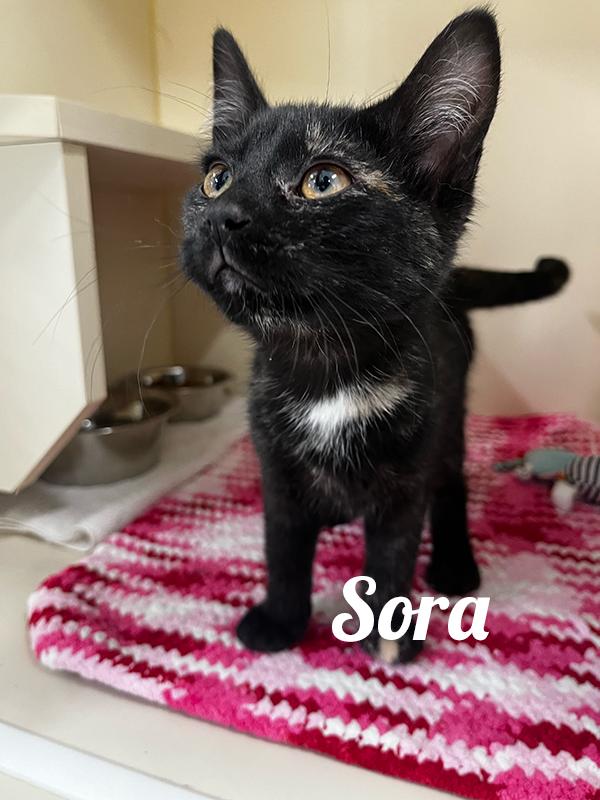 Sora, Young Female Domestic Short Hair