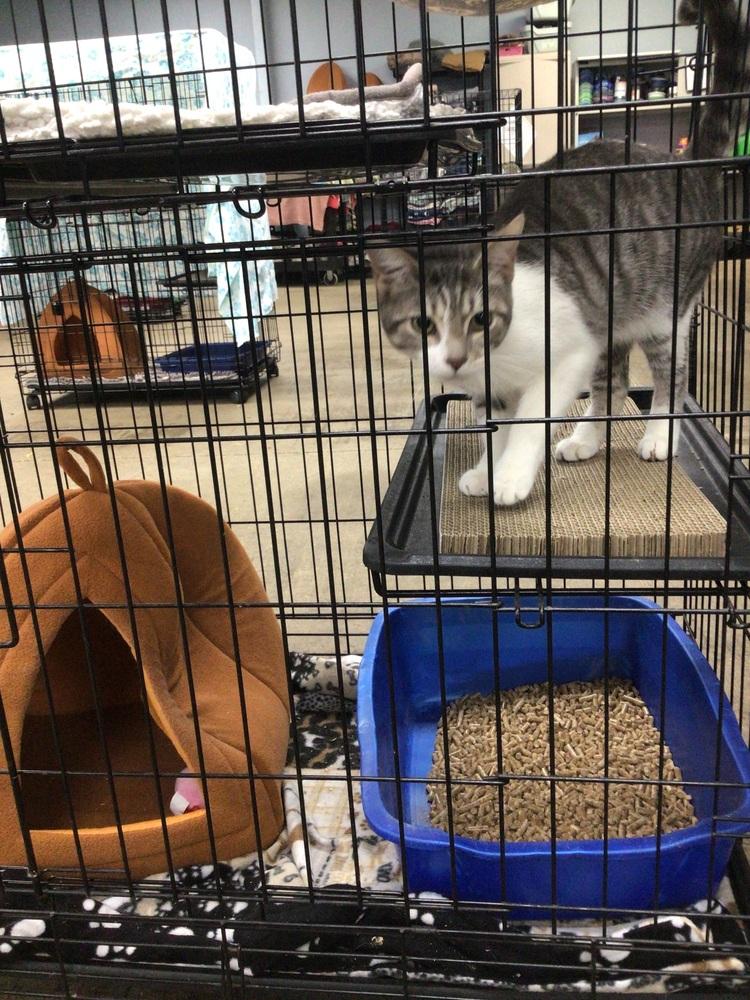 lilan, Adoptable, Young Female Domestic Short Hair.