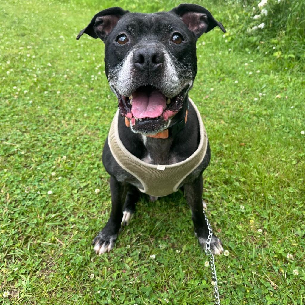 Enlarge Travis, a Adoptable mixed breed in Walden, NY image 1/1