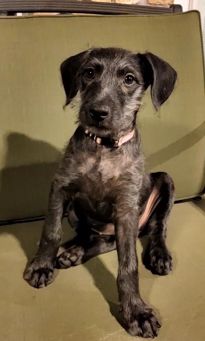 Lena, Adoptable, Puppy Female Wirehaired Terrier.