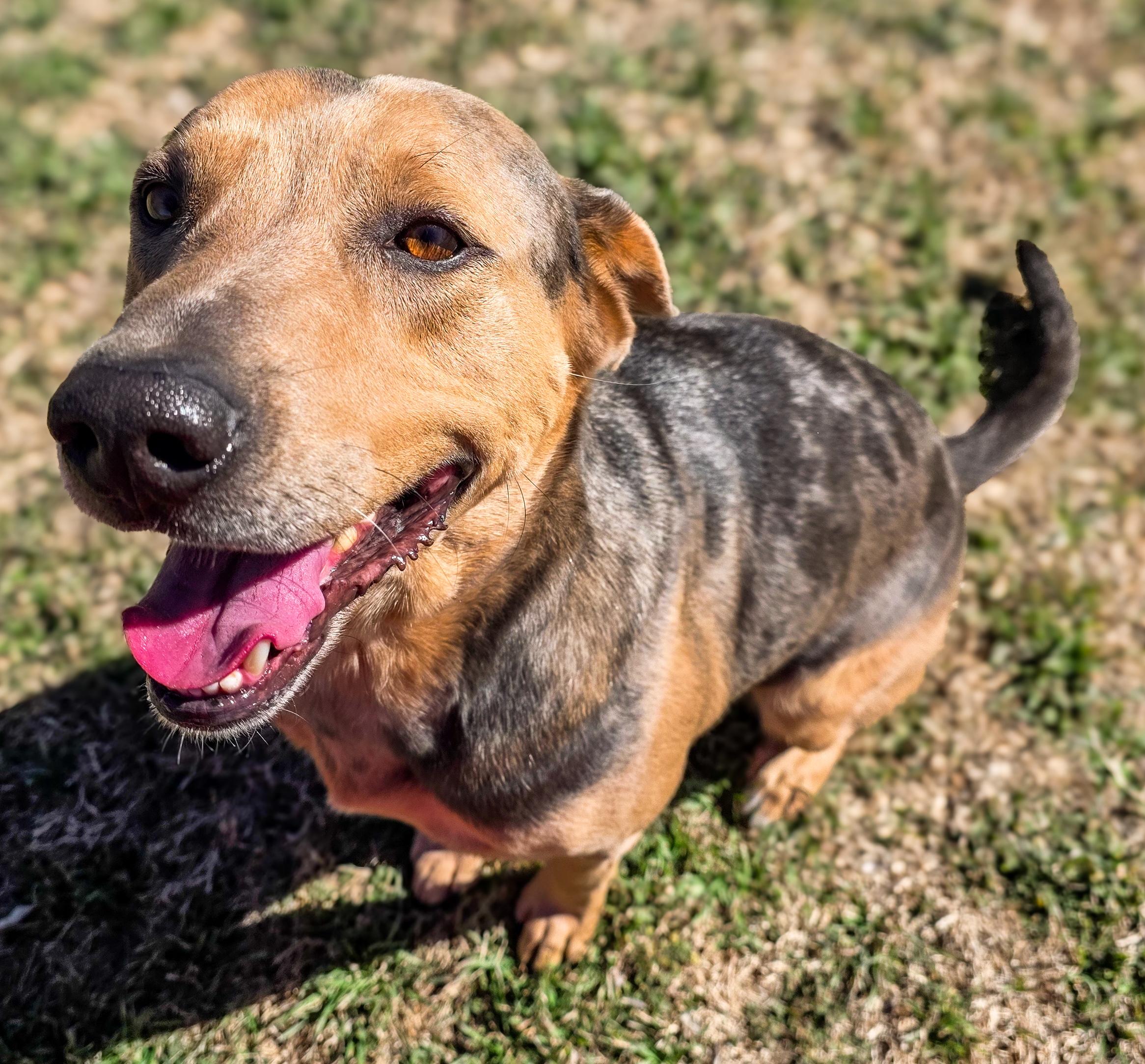 Enlarge Louie, an adopted Catahoula Leopard Dog in Fort Collins, CO image 5/5