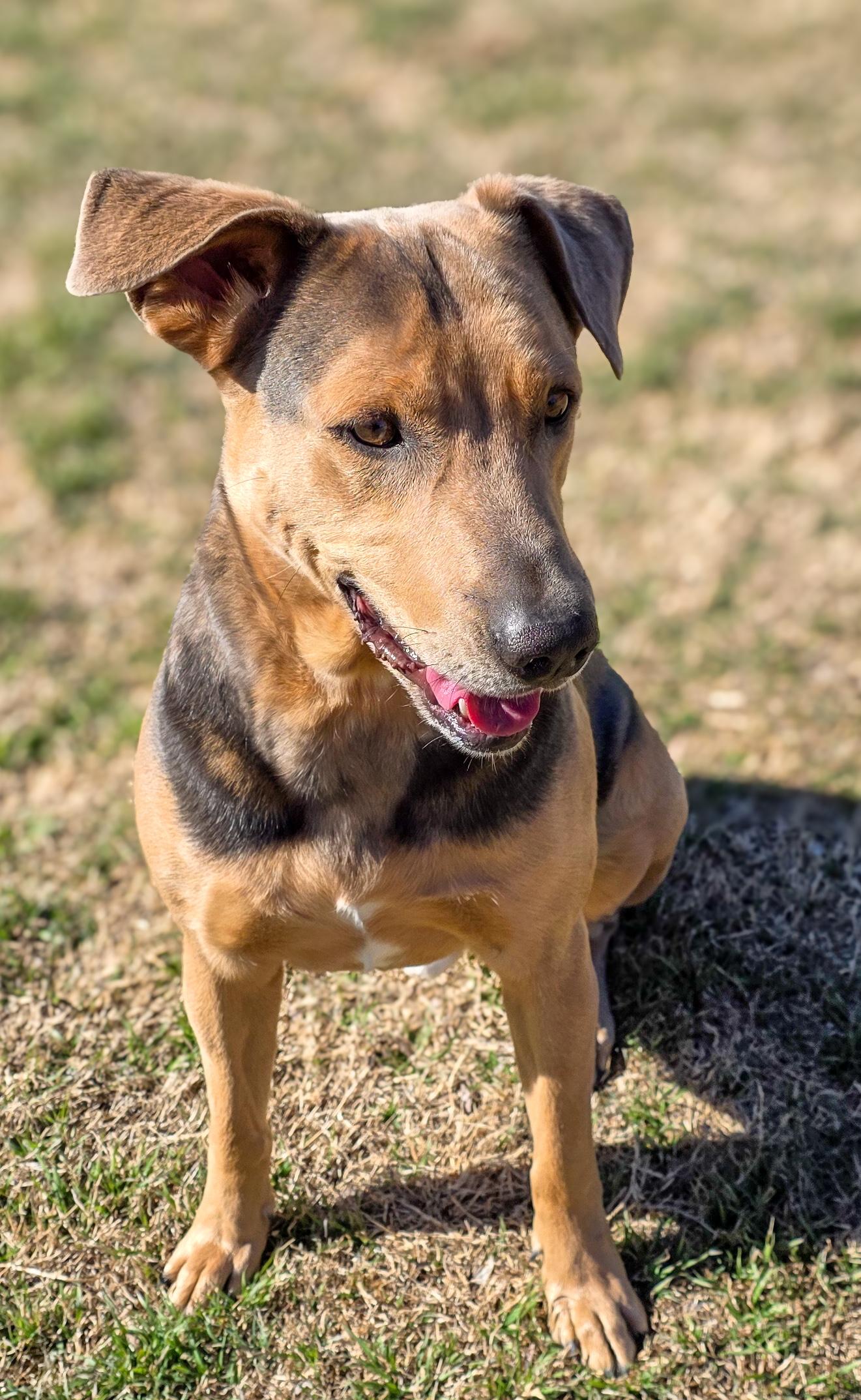 Enlarge Louie, an adopted Catahoula Leopard Dog in Fort Collins, CO image 3/5
