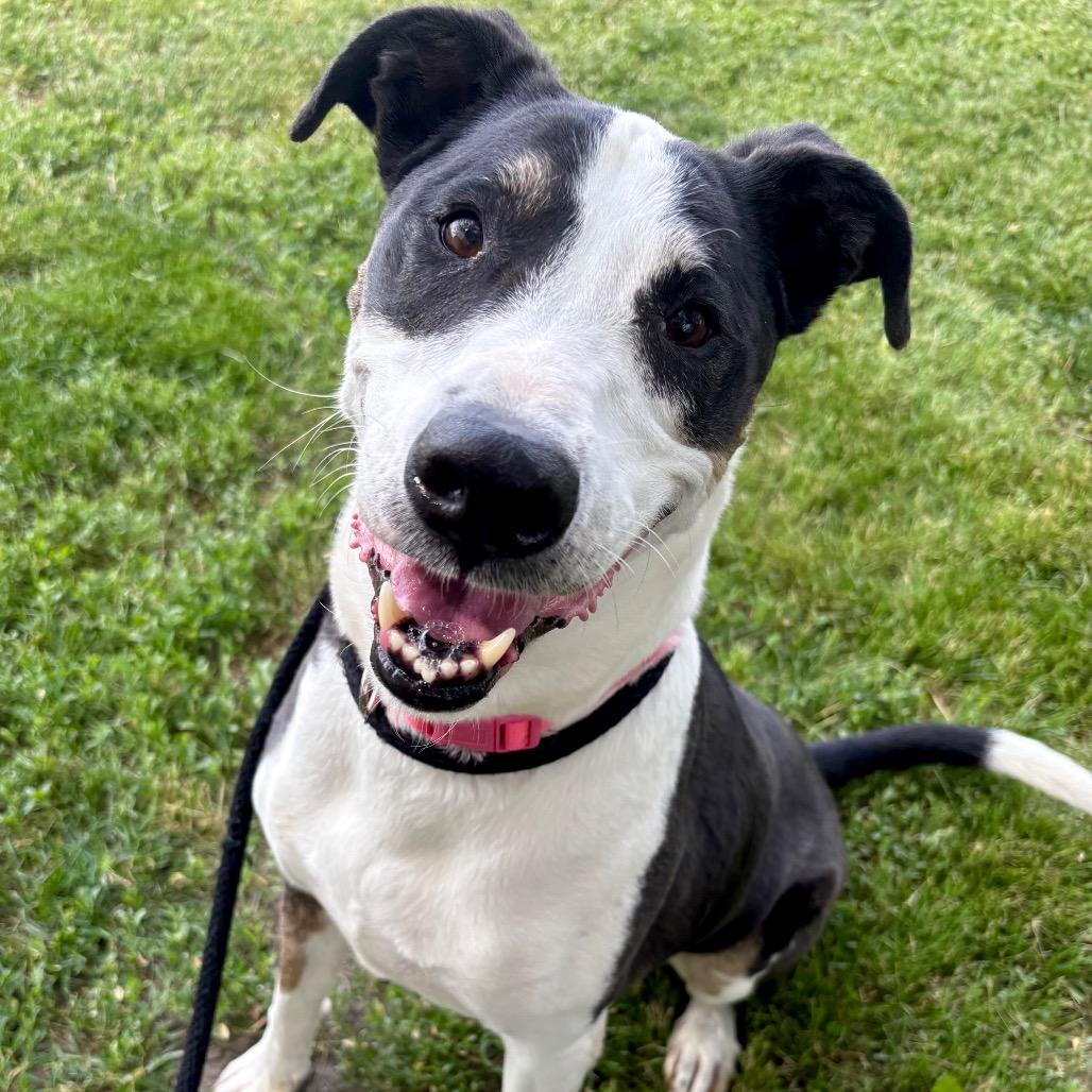 Enlarge Harley, a Adoptable mixed breed in St Joseph, MO image 1/4