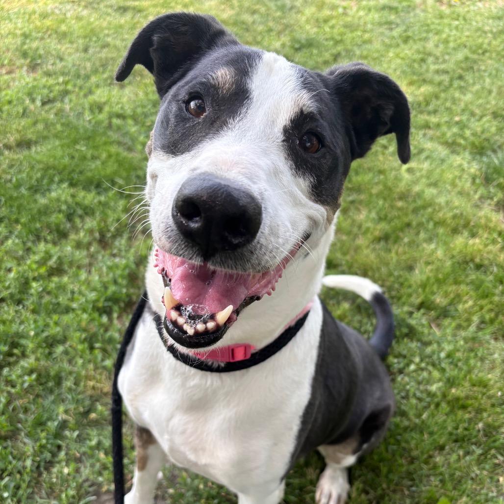 Enlarge Harley, a Adoptable mixed breed in St Joseph, MO image 2/4