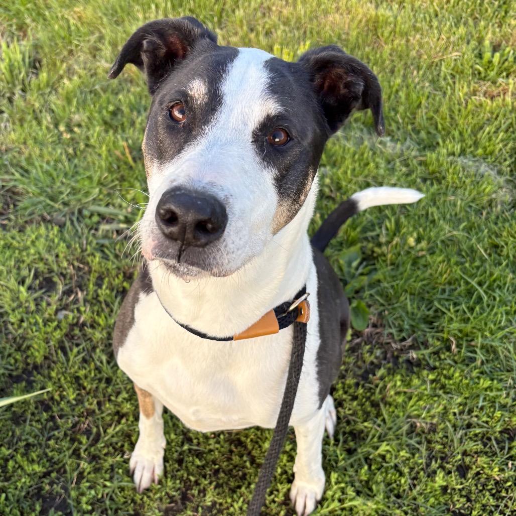 Enlarge Harley, a Adoptable mixed breed in St Joseph, MO image 1/3