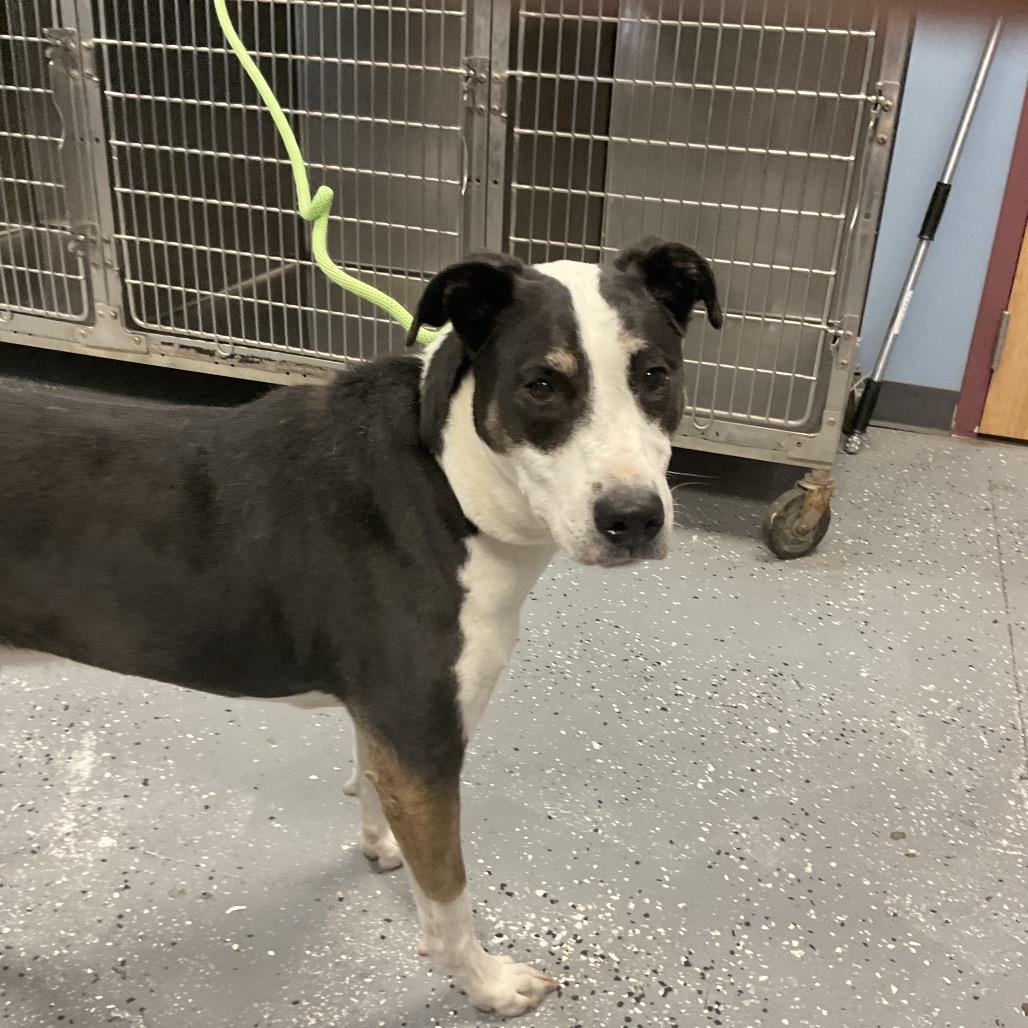 Enlarge Harley, a Adoptable mixed breed in St Joseph, MO image 2/3