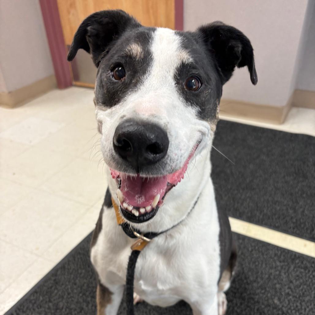 Enlarge Harley, a Adoptable mixed breed in St Joseph, MO image 3/3