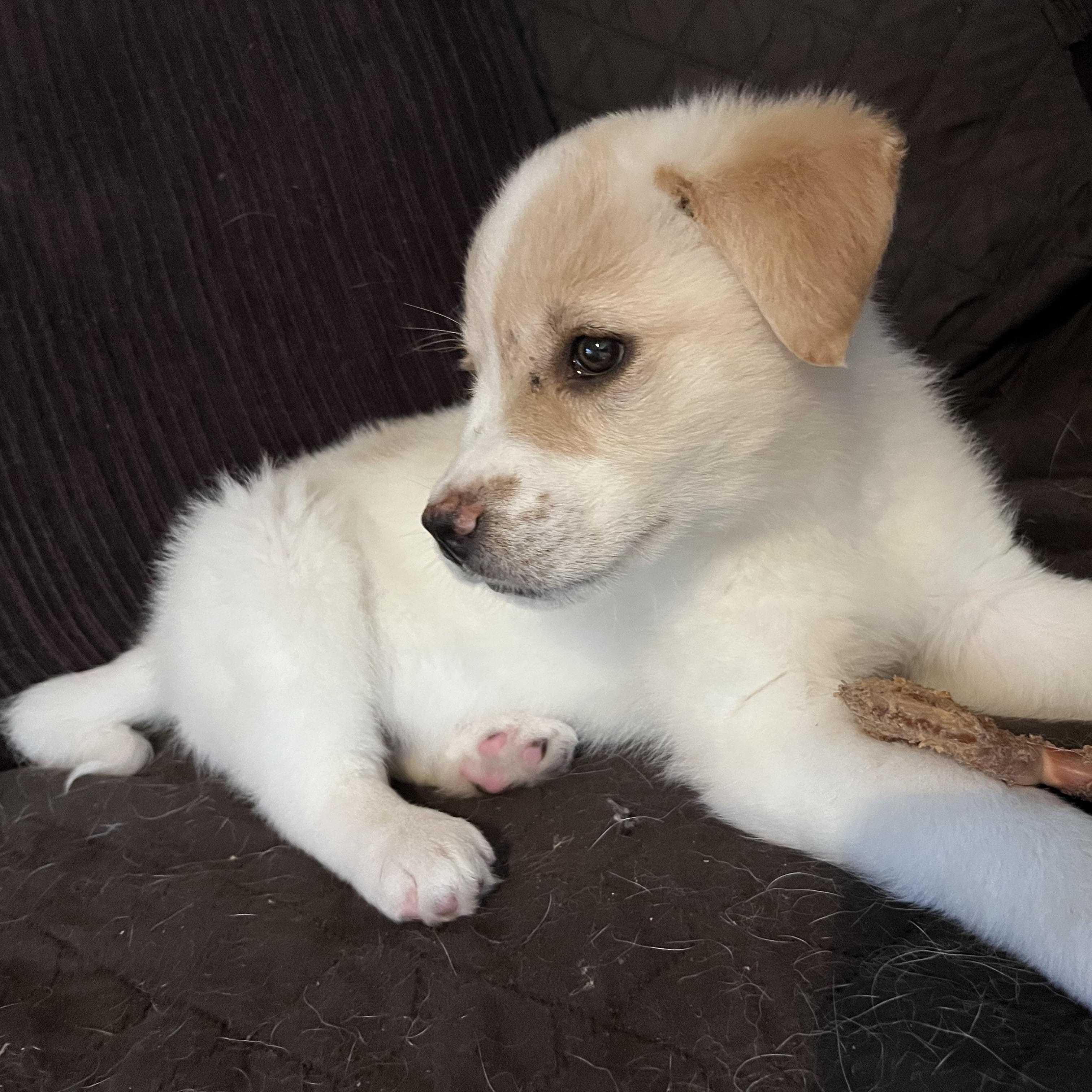 Mrs Potts, Adoptable, Puppy Female Labrador Retriever.