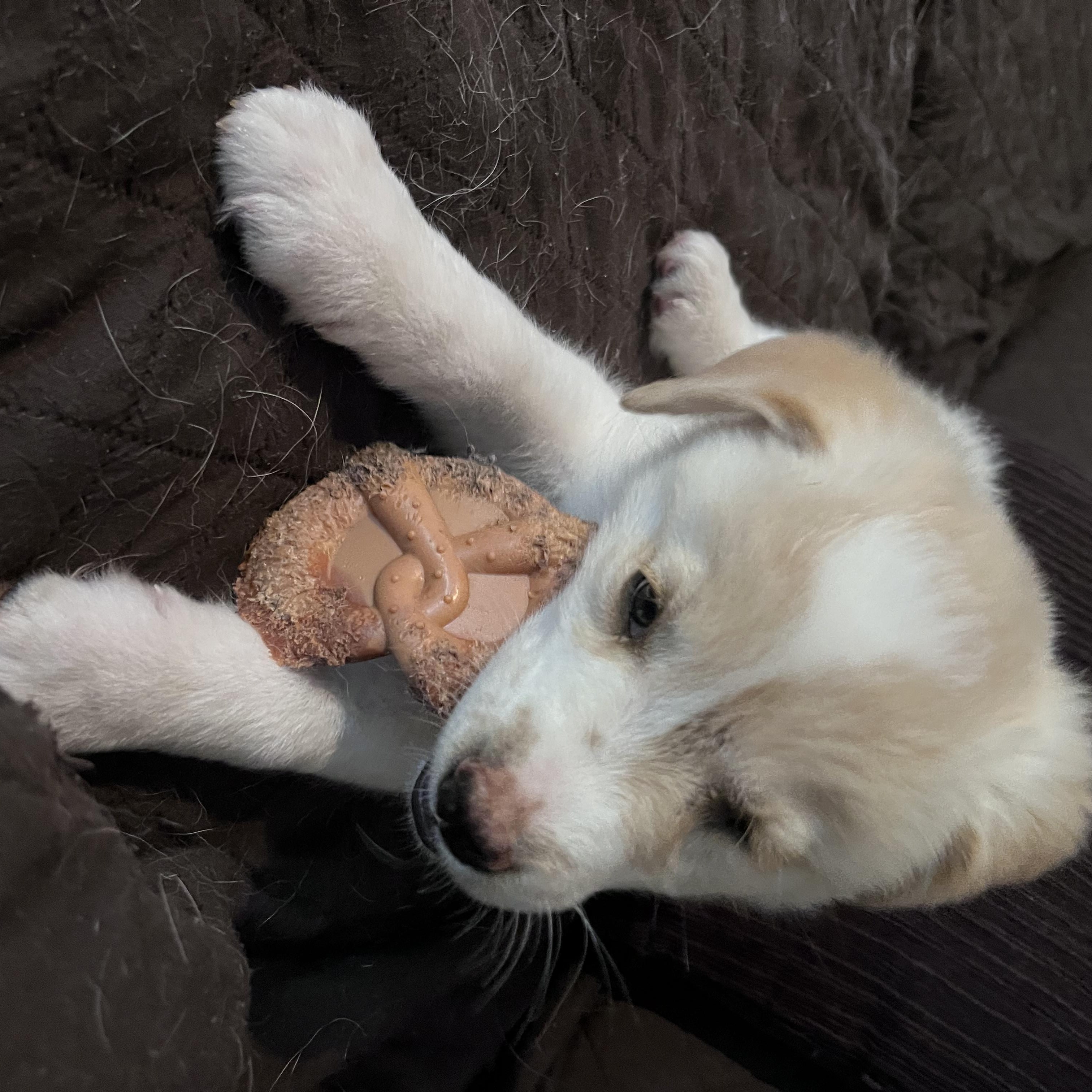 Enlarge Mrs Potts, a Adoptable mixed breed in Brantford, ON image 2/6