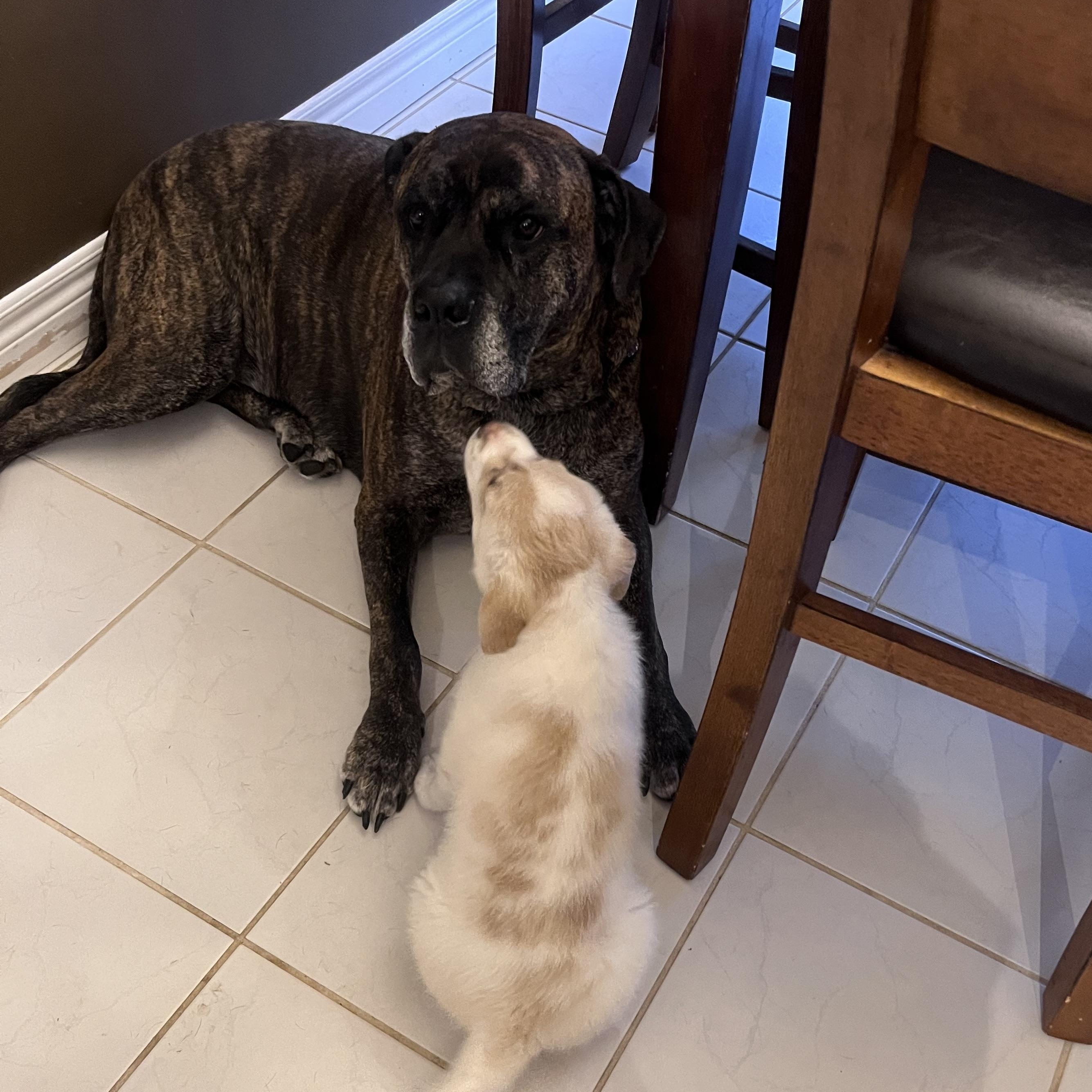 Enlarge Mrs Potts, a Adoptable mixed breed in Brantford, ON image 3/6