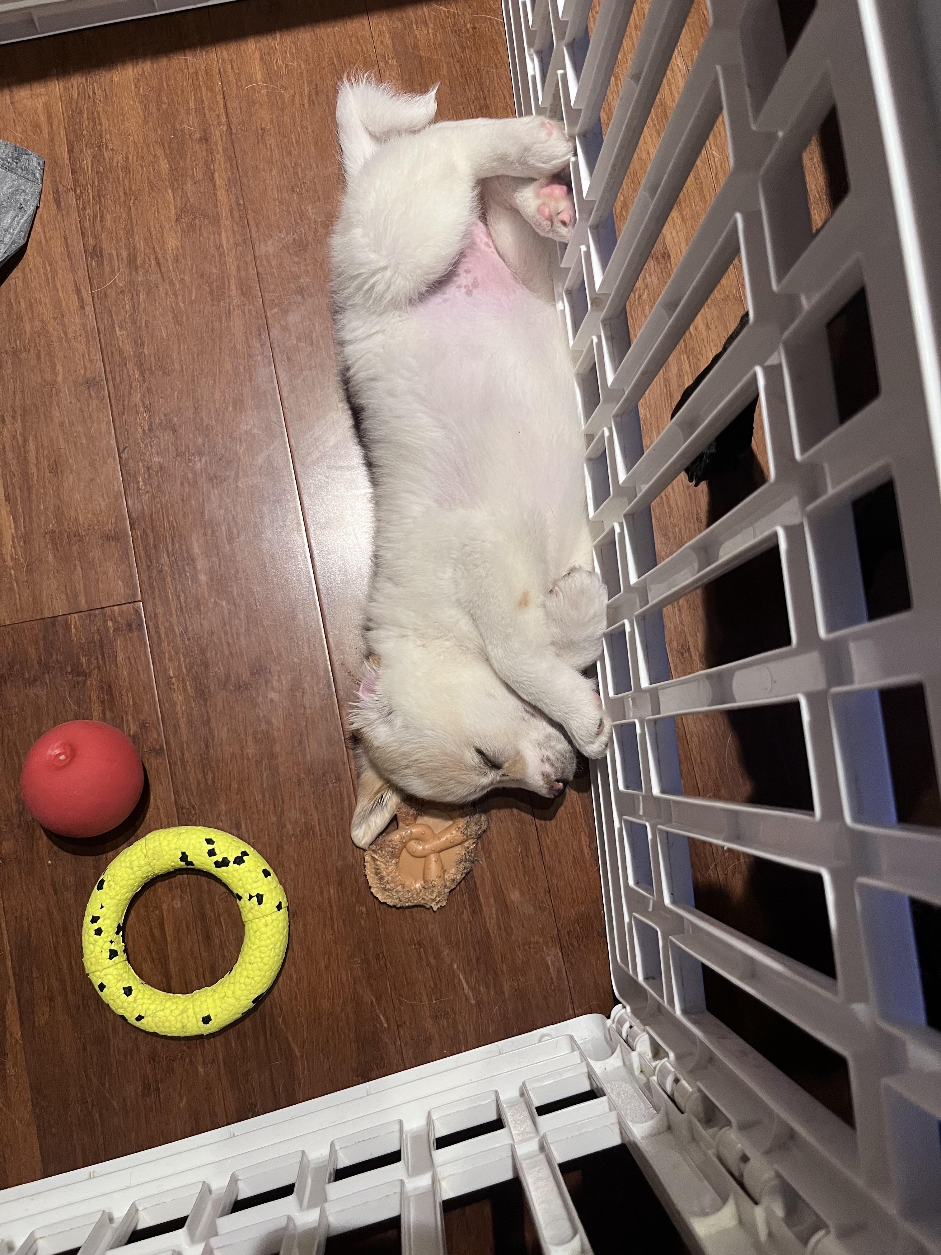 Enlarge Mrs Potts, a Adoptable mixed breed in Brantford, ON image 5/6