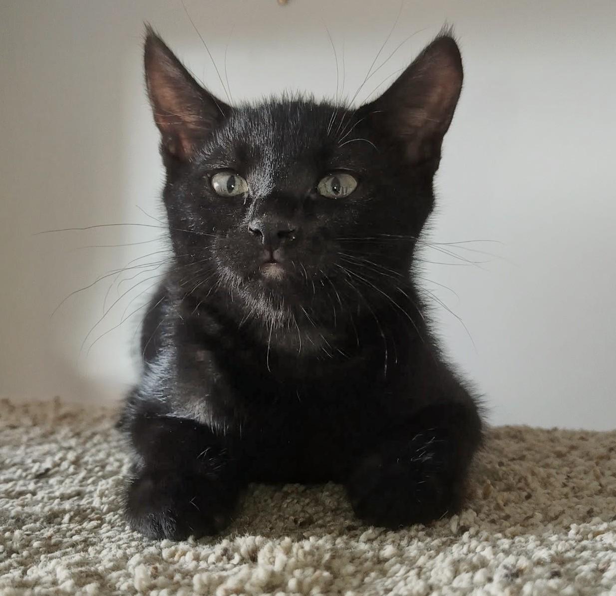 Enlarge Cookie & Cocoa, a Adoptable Domestic Short Hair in Saanichton, BC image 5/6