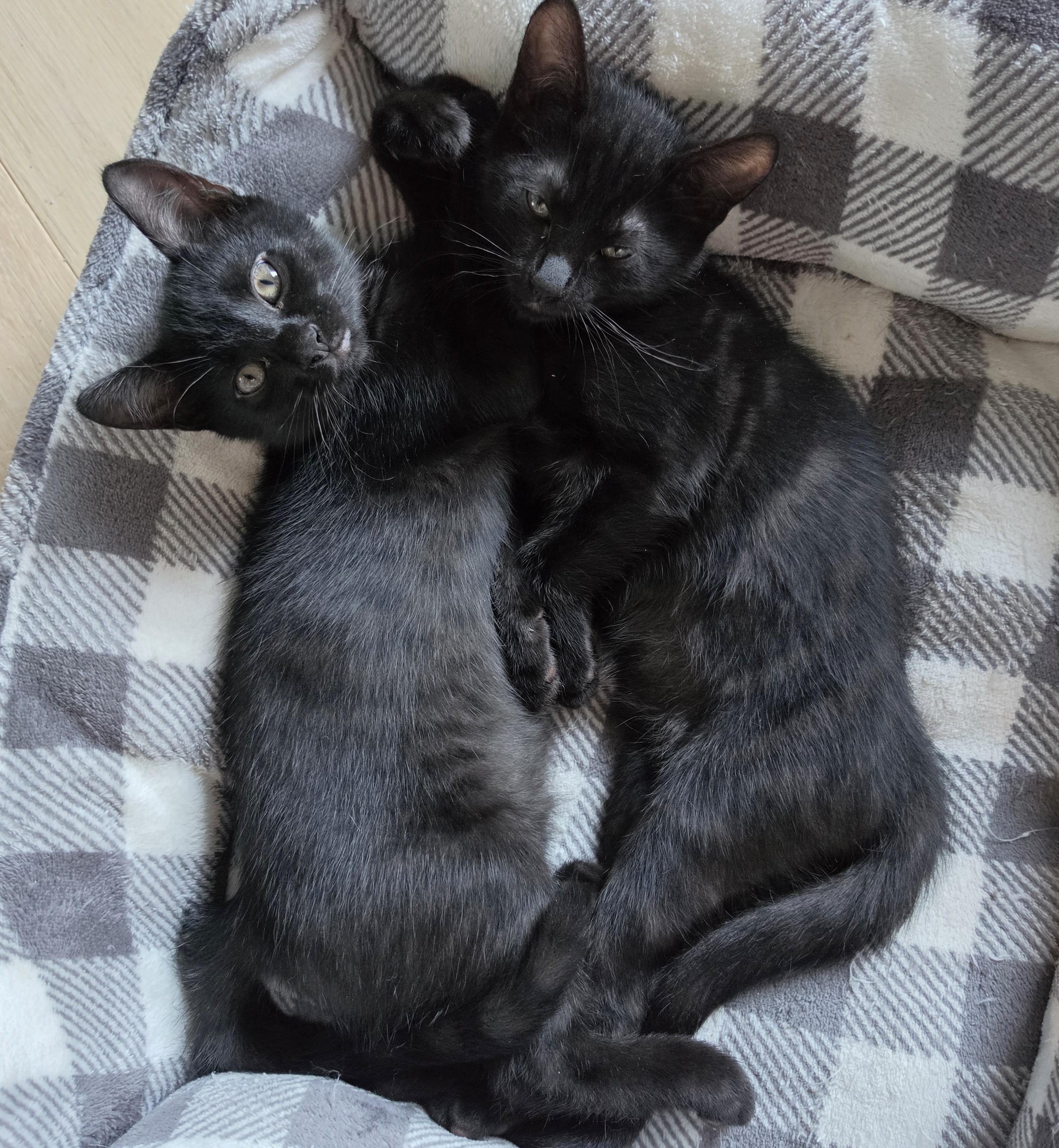 Cookie & Cocoa, Adoptable, Kitten Female Domestic Short Hair.